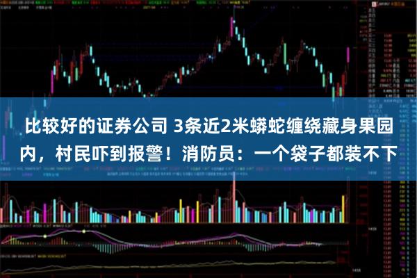 比较好的证券公司 3条近2米蟒蛇缠绕藏身果园内，村民吓到报警！消防员：一个袋子都装不下